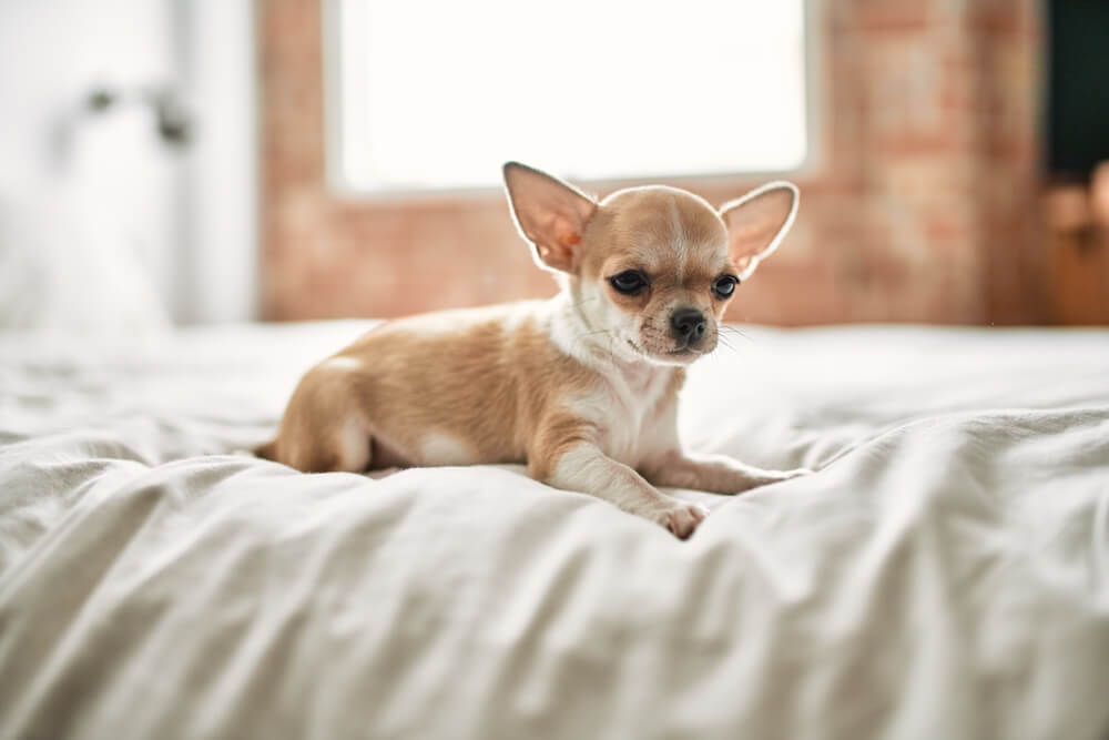 El Chihuahua de Pelo Largo Una Guía Completa para Cuidar a tu Pequeño Compañero