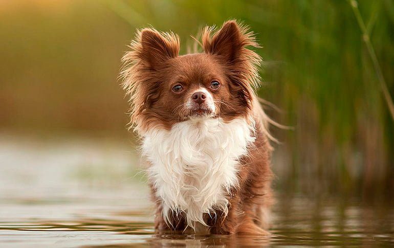 El Chihuahua de Pelo Liso Una Raza Conmovedora