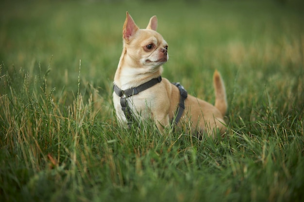 El Chihuahua de Pelo Liso Una Raza Conmovedora