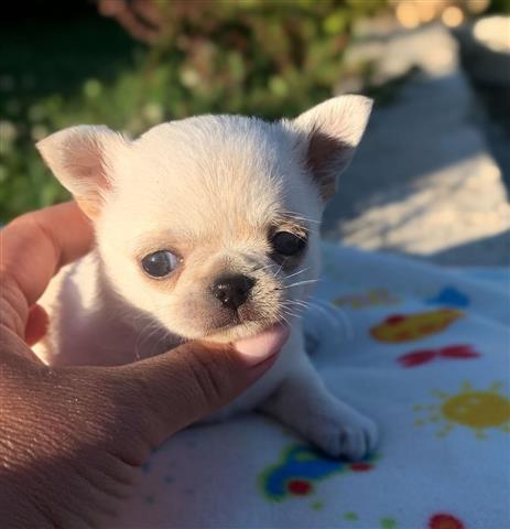 El Chihuahua de Tazón de Té Una Raza Delicada y Encantadora