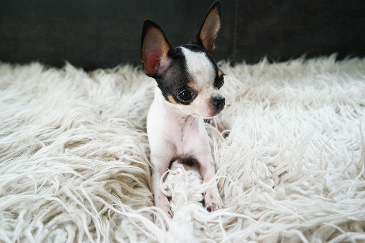 El Chihuahua de Tazón de Té Una Raza Delicada y Encantadora