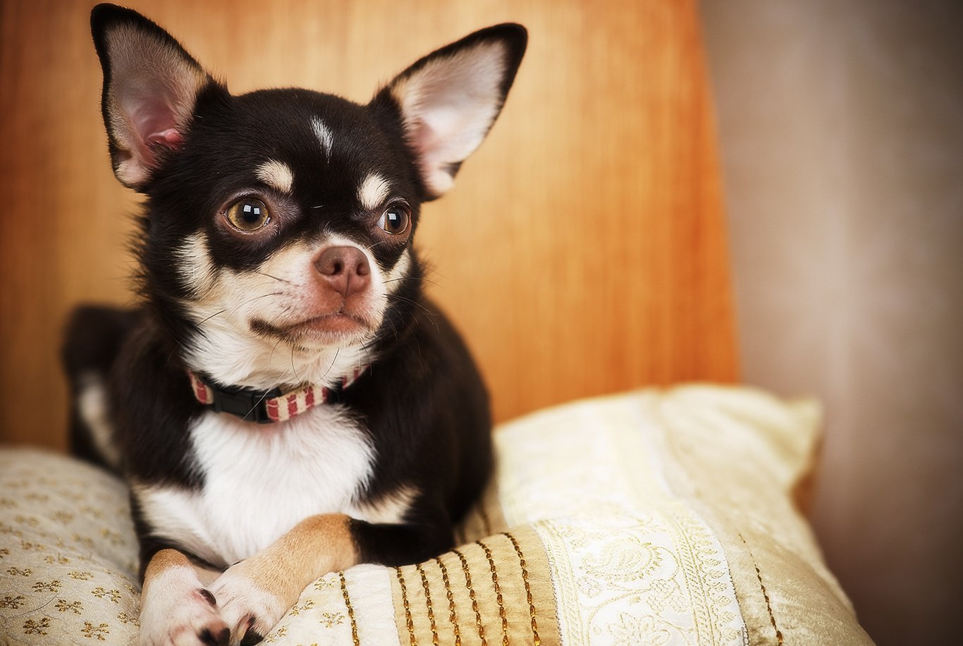 El Chihuahua Grande Un Mito Persistente en el Mundo Canino