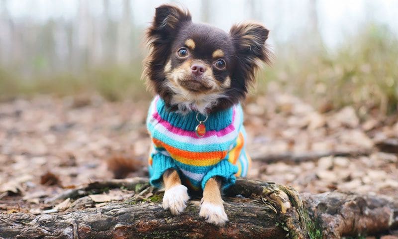 El Chihuahua Mini Toy Una Raza Pequeña con un Gran Corazón