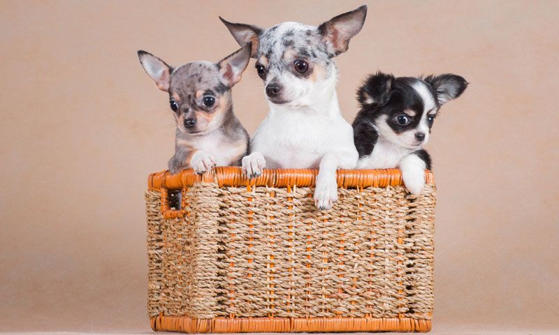 El Chihuahua Mini Toy Una Raza Pequeña con un Gran Corazón