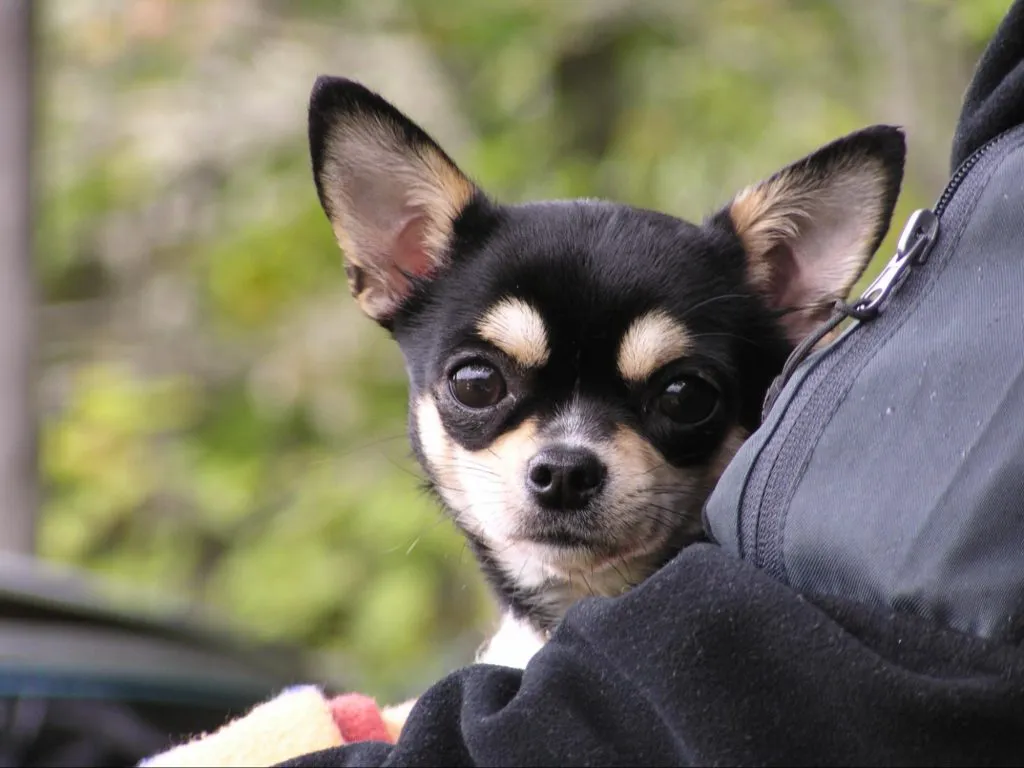 El Chihuahua Negro y Marrón Todo lo que necesitas saber sobre esta adorable raza