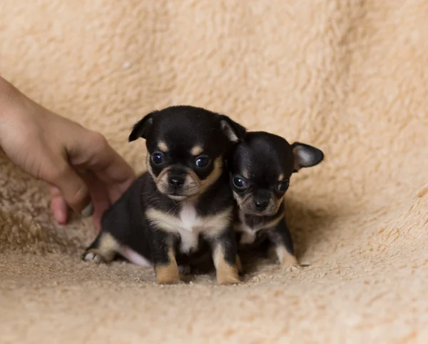 El Chihuahua Negro y Marrón Todo lo que necesitas saber sobre esta adorable raza