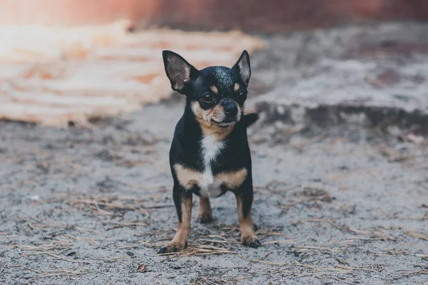 El Chihuahua Negro y Marrón Todo lo que necesitas saber sobre esta adorable raza