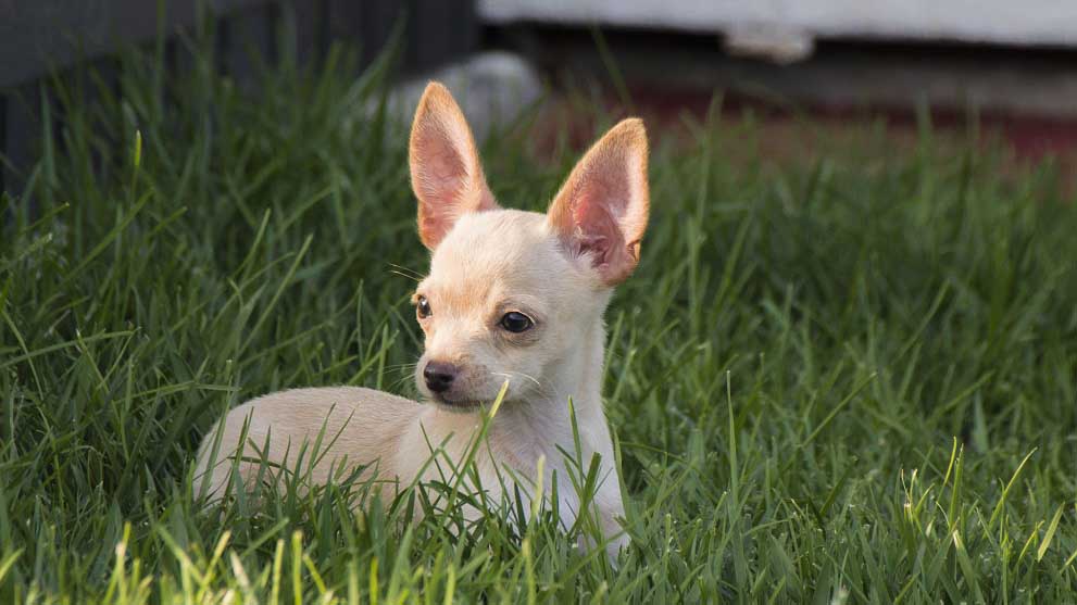 El Chihuahua Sin Pelo Una Mirada a la Rara Variedad