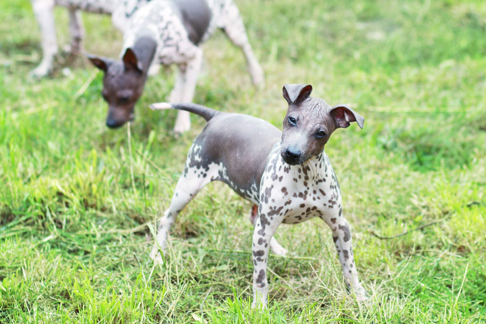 El Chihuahua Sin Pelo Una Mirada a la Rara Variedad