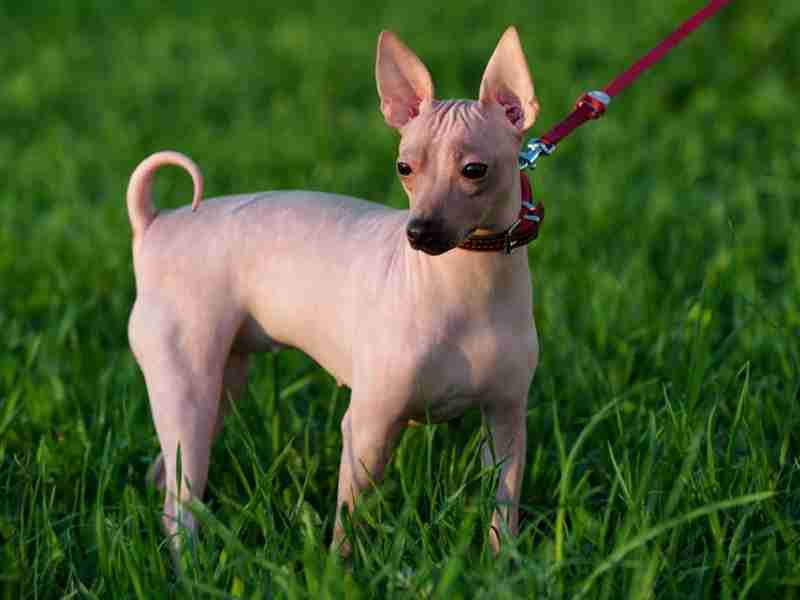 El Chihuahua Sin Pelo Una Mirada a la Rara Variedad