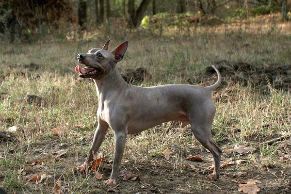 El Chihuahua sin Pelo Una Raza Única y Fascinante