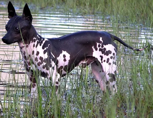 El Chihuahua sin Pelo Una Raza Única y Fascinante