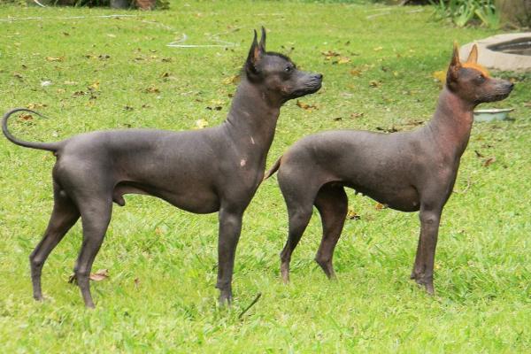 El Chihuahua sin Pelo Una Raza Única y Fascinante