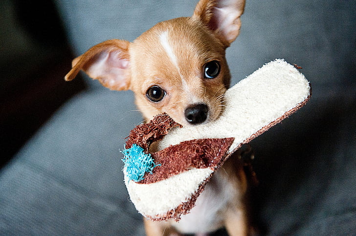 El Chihuahua Tazón de Té Una Raza Encantadora