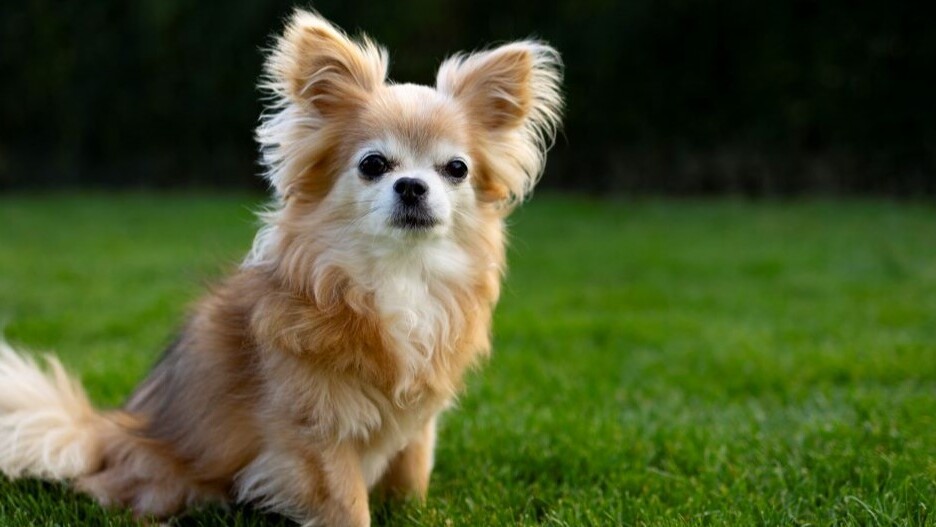 El Chihuahua Un Compañero Leal con Alas de Mariposa