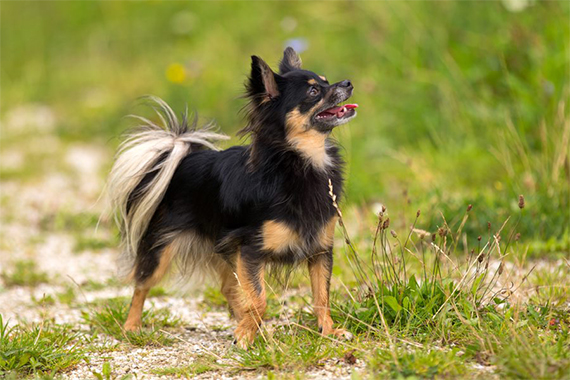 El Chihuahua Un Compañero Leal con Alas de Mariposa