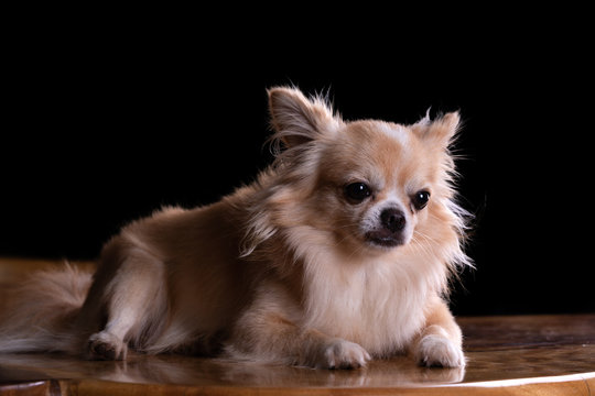 El Chihuahua Un Compañero Leal con Alas de Mariposa