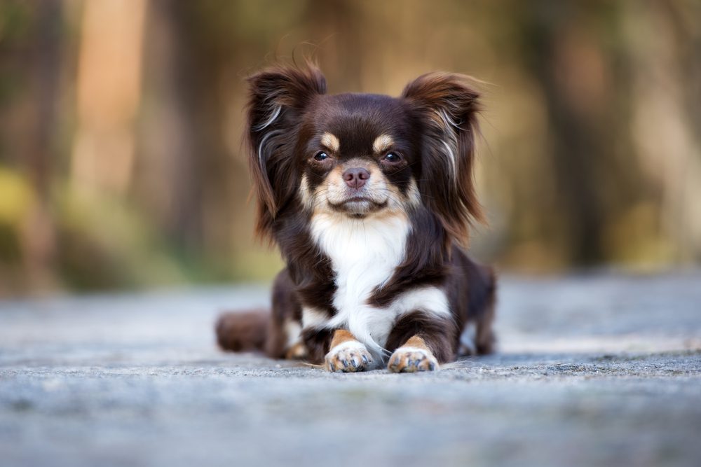 El Chihuahua Un símbolo de México