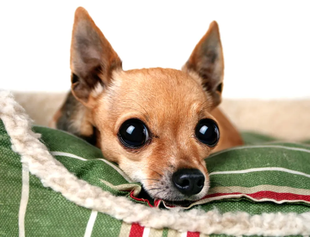 El Chihuahua Una Raza de Cabeza de Manzana