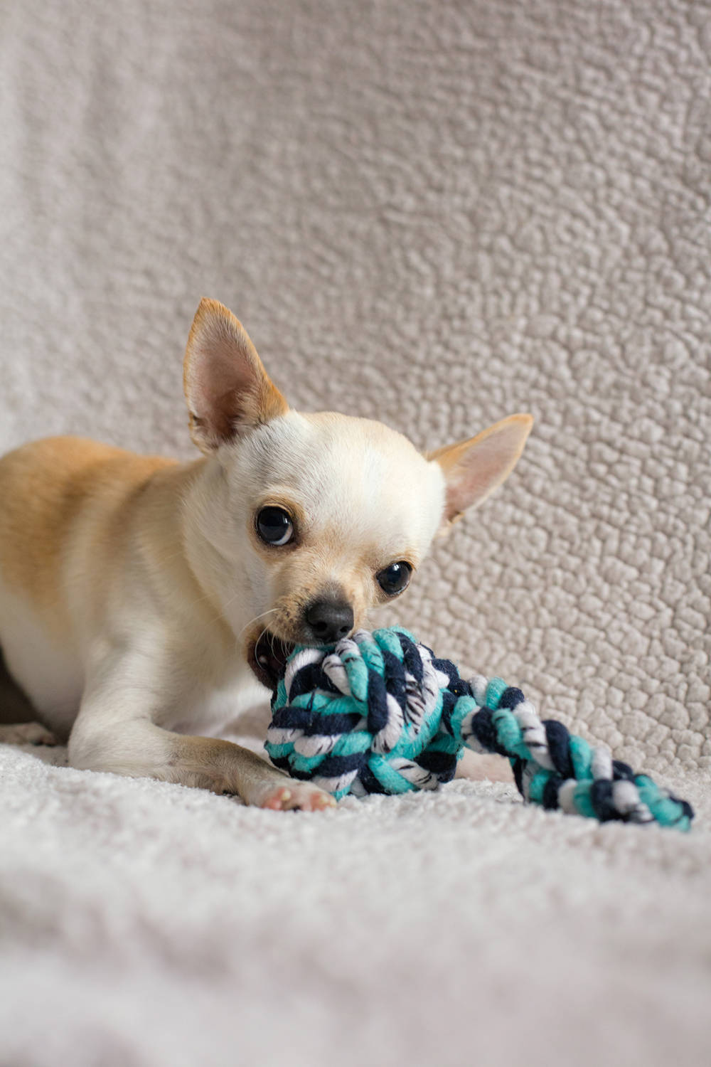 El Chihuahua Una Raza de Cabeza de Manzana