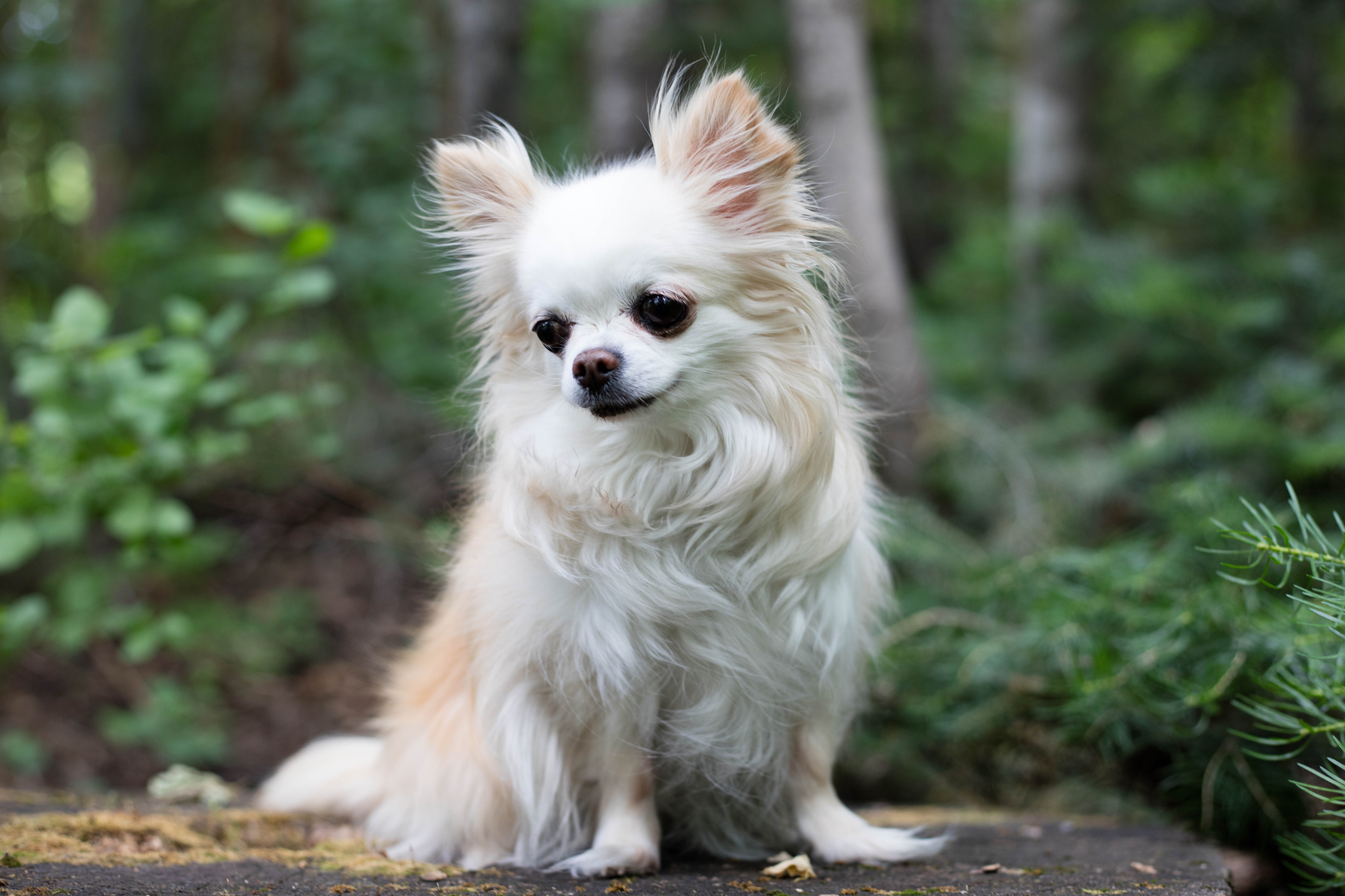 El Chihuahua Una Raza de Cabeza de Manzana