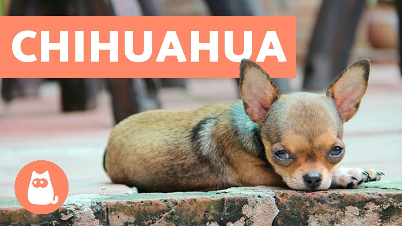 Guía completa para el cuidado de cachorros chihuahua