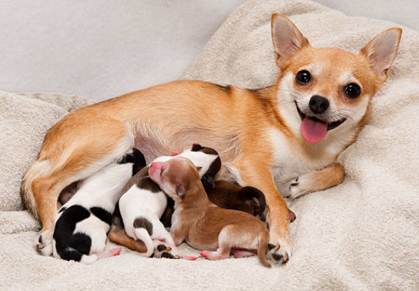 Guía completa para el cuidado de cachorros chihuahua