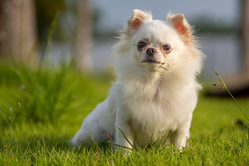 Guía Completa para la Venta de Chihuahuas Toy Todo lo que Necesitas Saber