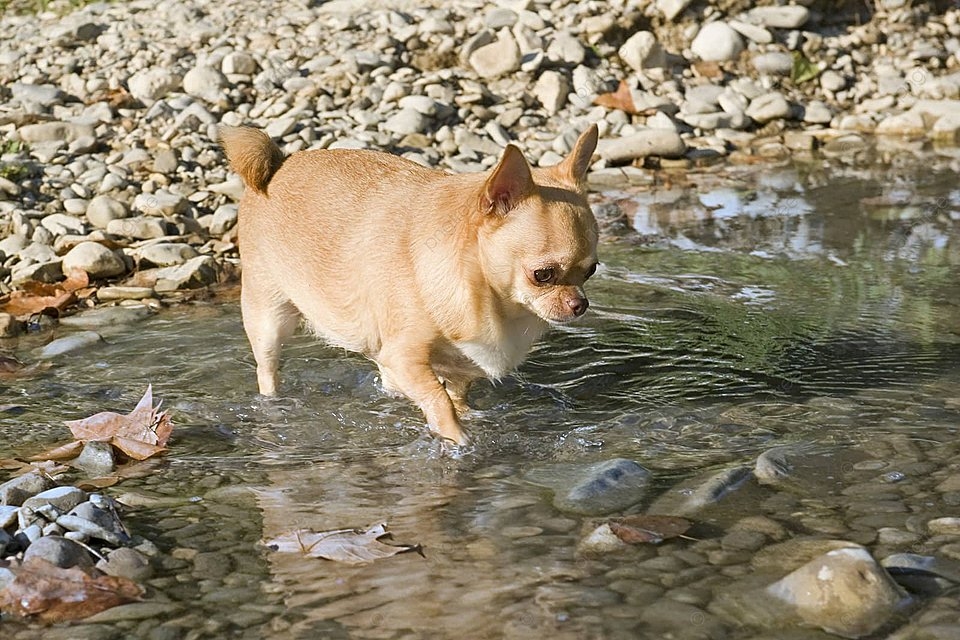 Guía para Comprar un Chihuahua Todo lo que Necesitas Saber