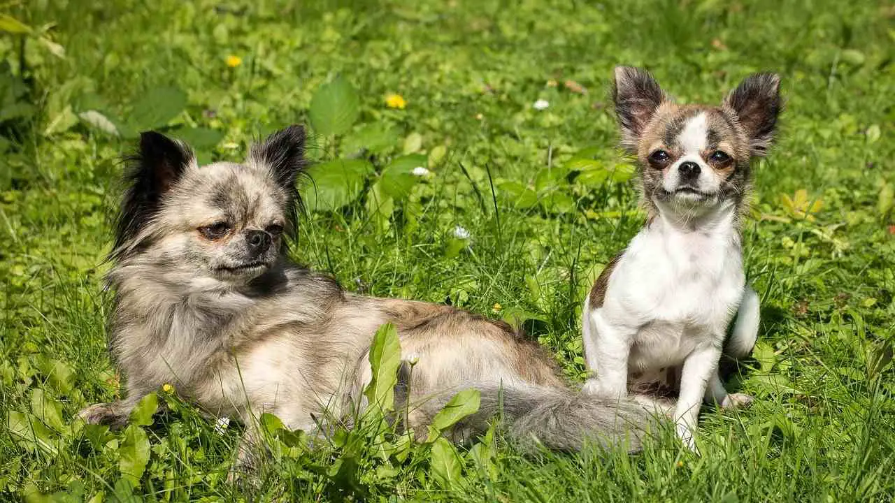 Guía para Comprar un Chihuahua Todo lo que Necesitas Saber