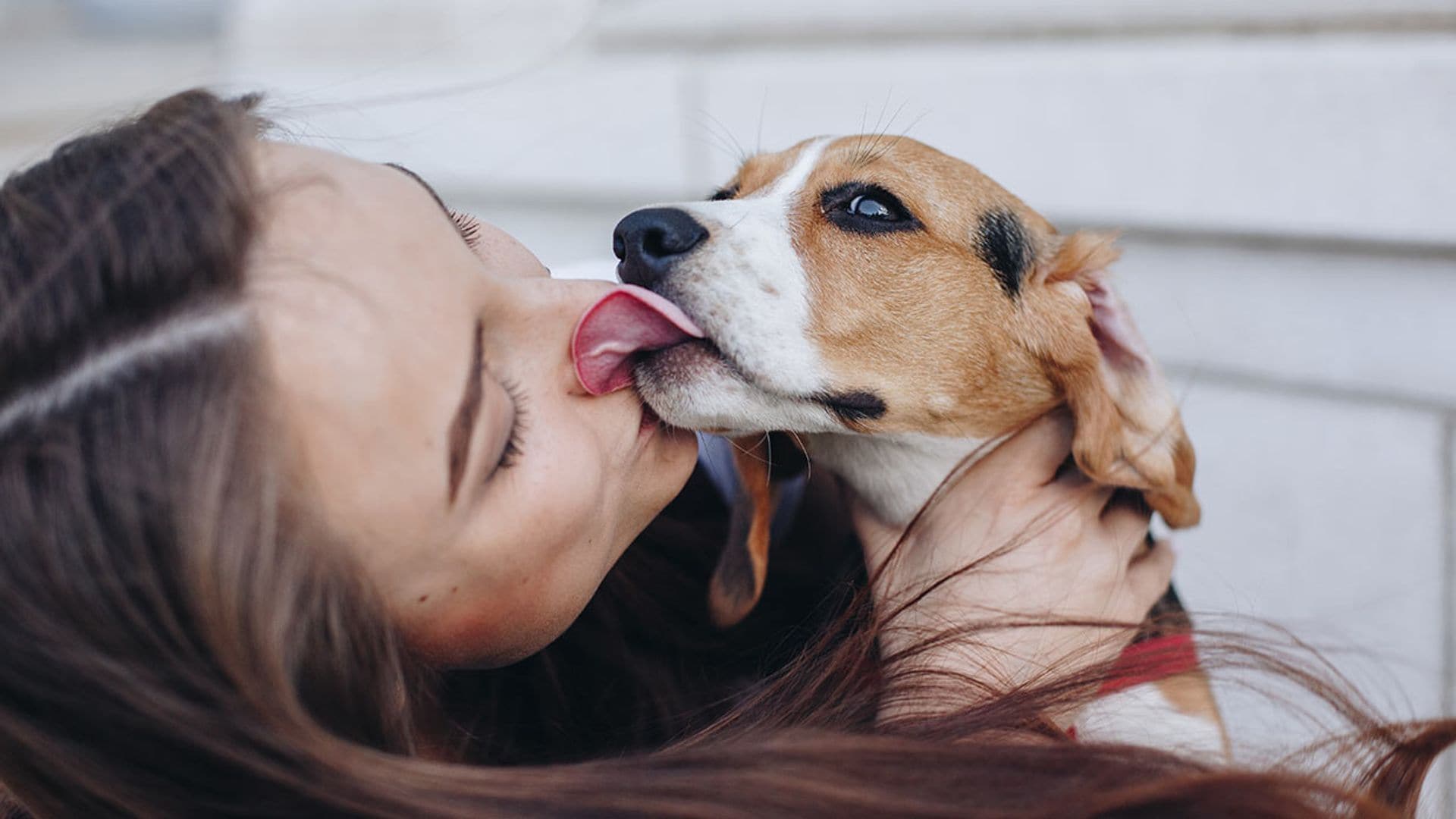 Juguetes para Chihuahua Guía definitiva para la felicidad de tu pequeño amigo