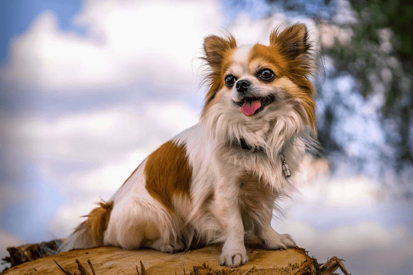 La belleza singular del Chihuahua Una mirada a su encanto