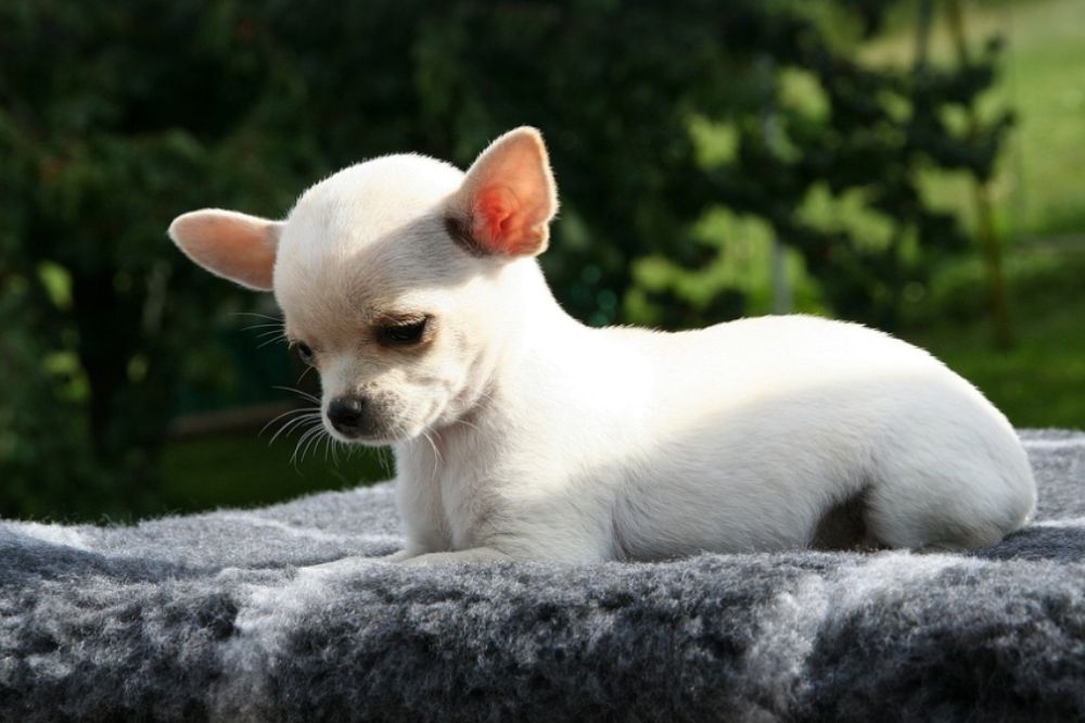 La Comida Casera para Chihuahuas Una Guía Completa