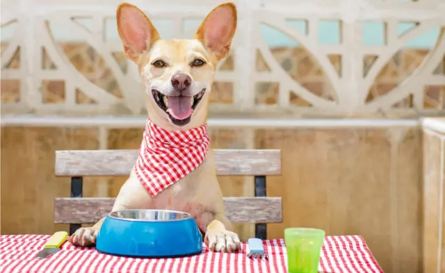 La mejor comida para Chihuahua Guía completa para una alimentación saludable