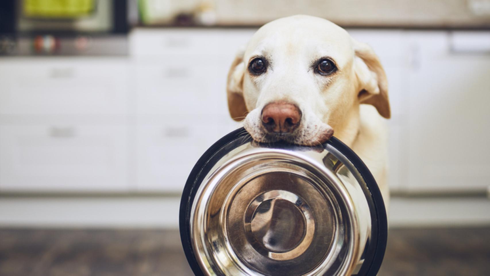 La mejor comida para Chihuahua Guía completa para una alimentación saludable