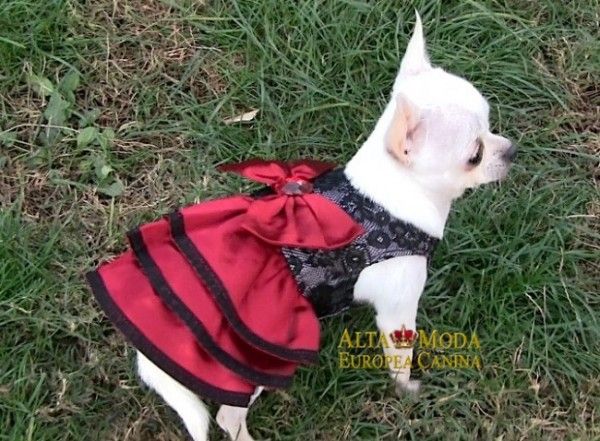 La Moda Canina ¿Por Qué Vestir a un Chihuahua?