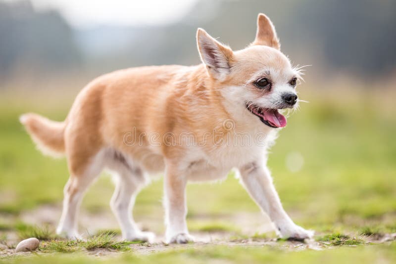 Mezcla de Chihuahua y Yorkshire Una Combinación Única