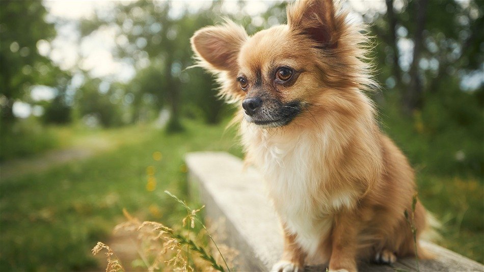 Origen del Chihuahua Una Breve Historia