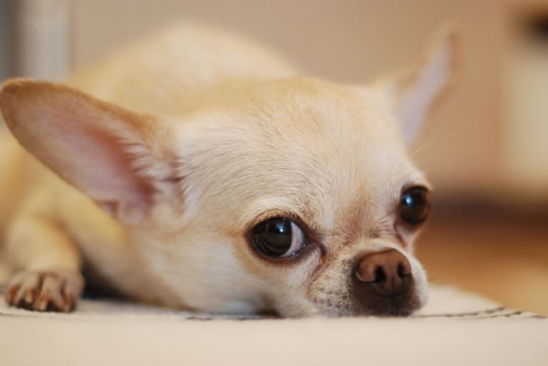 ¿Por qué los Chihuahuas son considerados agresivos? Desmitificando un estereotipo