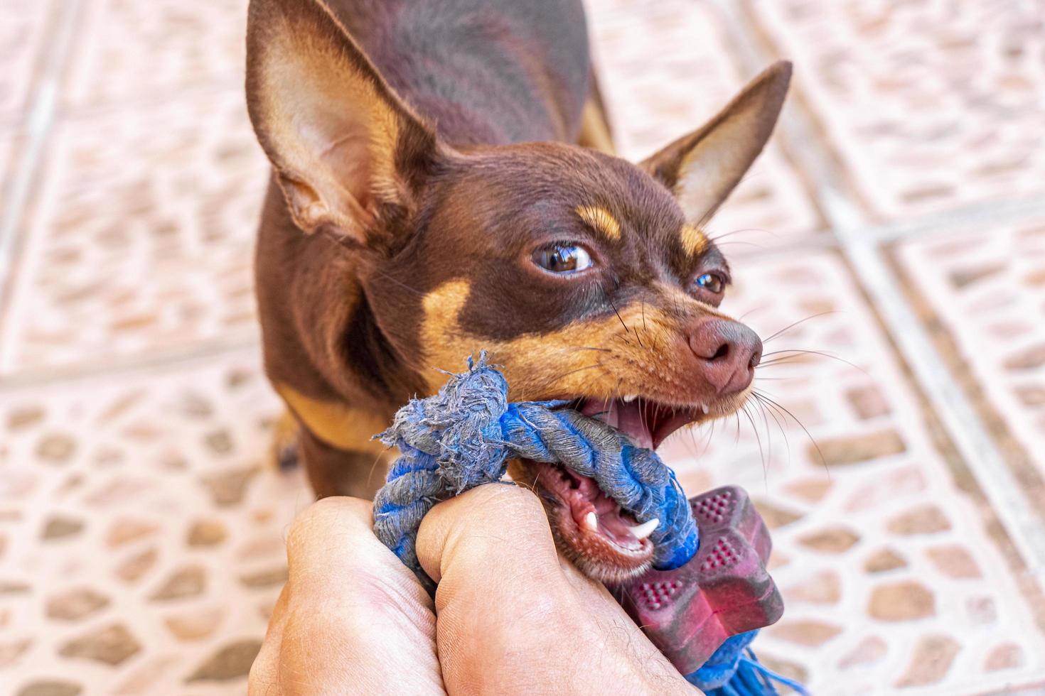 ¿Por qué los Chihuahuas son considerados agresivos? Desmitificando un estereotipo