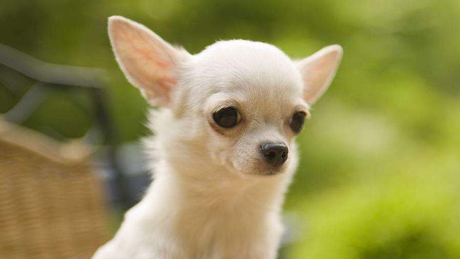 Precio de los Chihuahuas de Pelo Largo Una Guía Completa