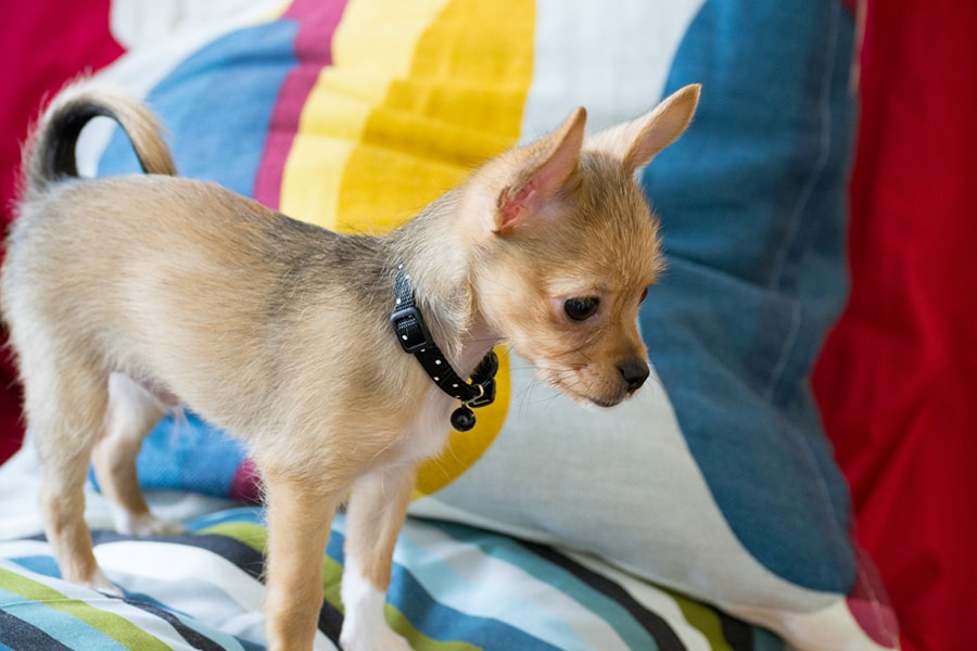 Precio de los Chihuahuas de Pelo Largo Una Guía Completa