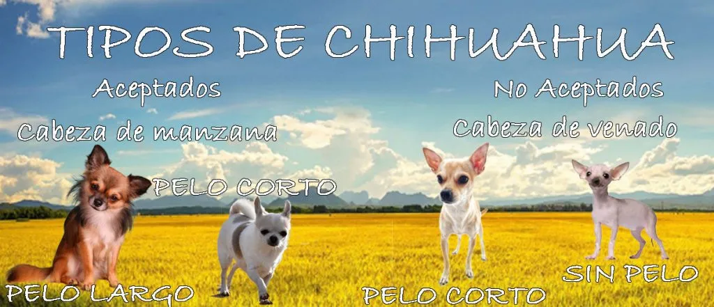 Tipos de Chihuahua Una Guía Completa